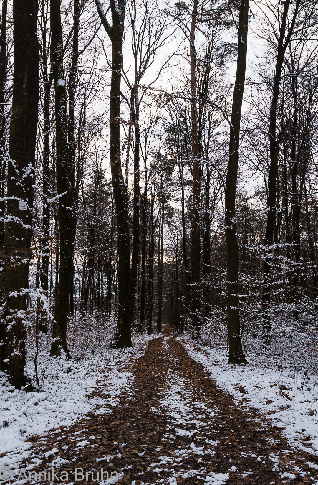 Waldweg in Abendstimmung
